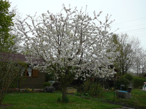 Kirschbltenfest im Garten