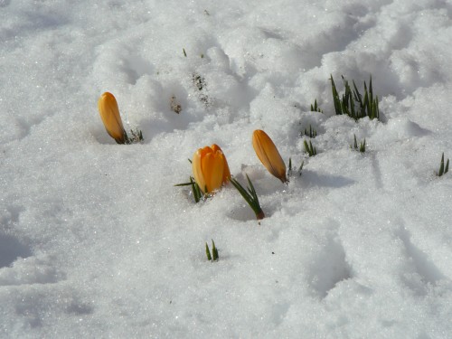 Der erste Frühlingsbote