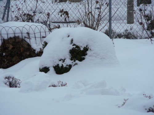 Das (Bux-)Schwein im Schneemantel