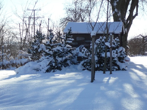 Tief verschneit im Wald!