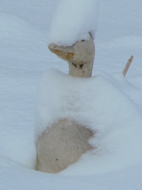 Die Gans im Tarnkleid