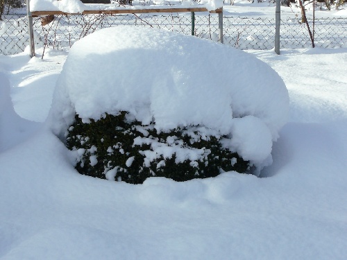 Das (Bux-)Schwein im Schneemantel